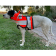 lab with full step in chest plate by EXTREME Breastplates Australia
