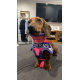 Dachshund (Mini) Breastplate