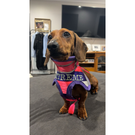 Dachshund (Mini) Breastplate